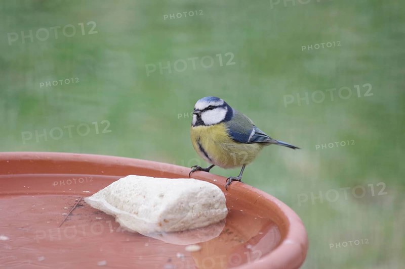 Blue tit (Cyanistes caeruleus), water, drinking, thirst, winter, A bowl of fresh water for the birds