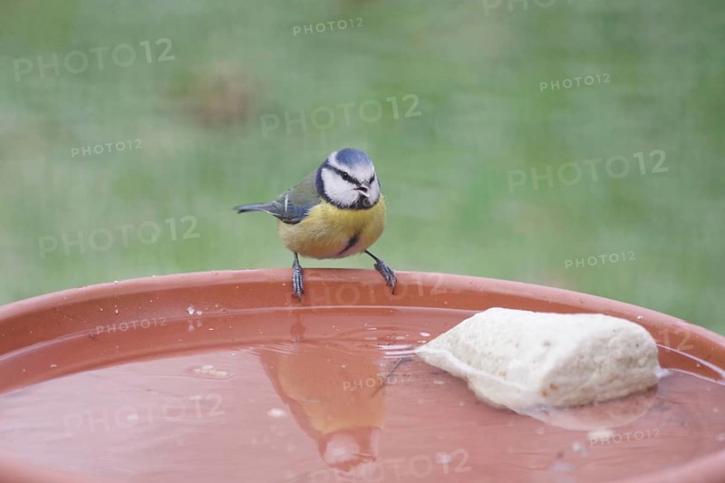 Blue tit (Cyanistes caeruleus), water, drinking, thirst, winter, fresh water at minus temperatures for the birds