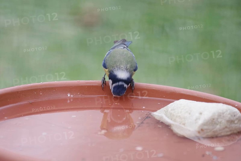 Blue tit (Cyanistes caeruleus), water, drinking, thirst, winter, reflection, A bowl of fresh water is ready for the birds in the garden