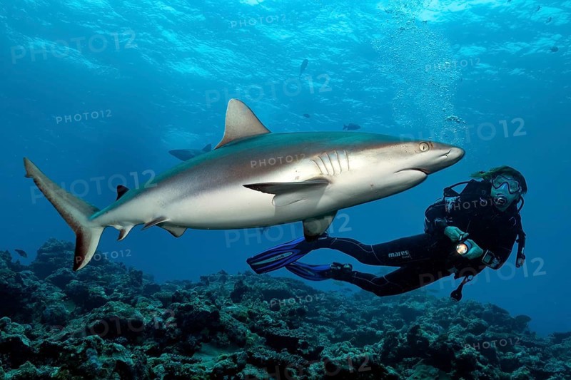 Underwater photo diver and Grey reef shark (Carcharhinus amblyrhynchos), Pacific Ocean, Indian Ocean, Oceania, Red Sea, Micronesia