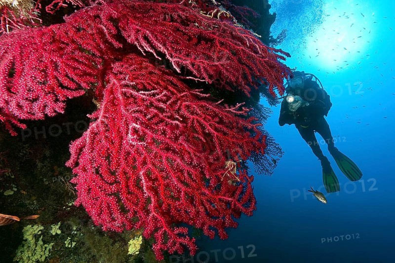 Underwater photo Diver looking at illuminated large fan of red gorgonian (Paramuricea clavata) horn coral Mediterranean fan coral on rocky reef, Mediterranean Sea, Giglio, Tuscany, Italy