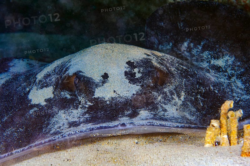 Round stingray (Taeniurops grabatus) Synonym Taeniura grabata Stingray lies under ledge of rocky reef on sandy seabed Seabed, East Atlantic, Fuerteventura, Canary Islands, Spain