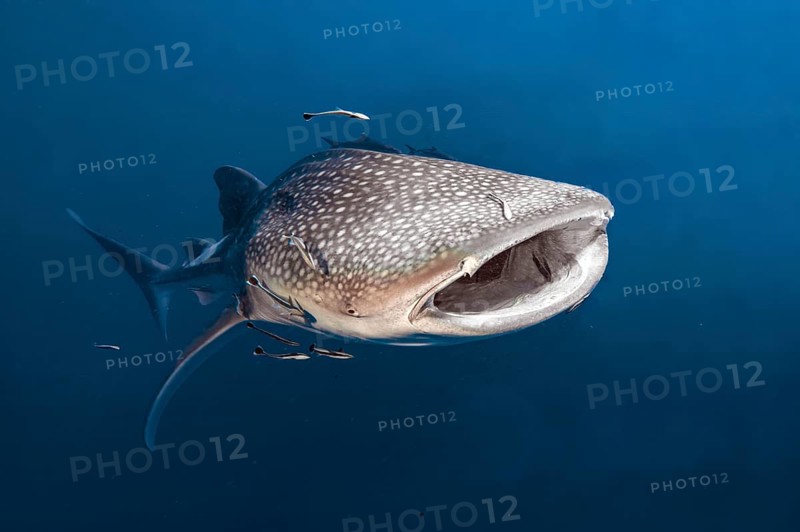 Underwater photo of large plankton-eating whale shark (Rhincodon typus) plankton-eater swimming with open mouth through blue open sea, tropical subtropical seas