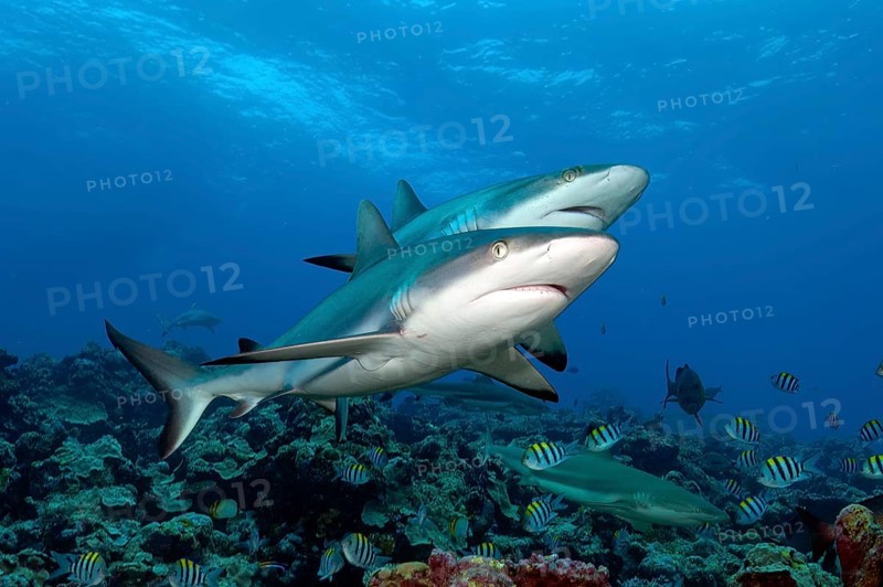 Underwater photo of two large Grey reef sharks (Carcharhinus amblyrhynchos) swimming side by side close to each other over stony corals (Scleractinia) in coral reef, Pacific Ocean, Yap Island, Yap State, Caroline Islands, FSM, Federated States of Micronesia, Australia, Oceania