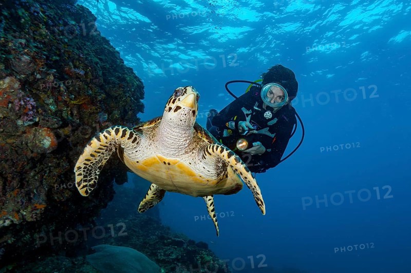 Underwater photo of diver viewed at close range Hawksbill sea turtle (Eretmochelys imbricata) swimming on steep wall drop off dropoff from coral reef, Indian Ocean, Andaman Sea, Thailand