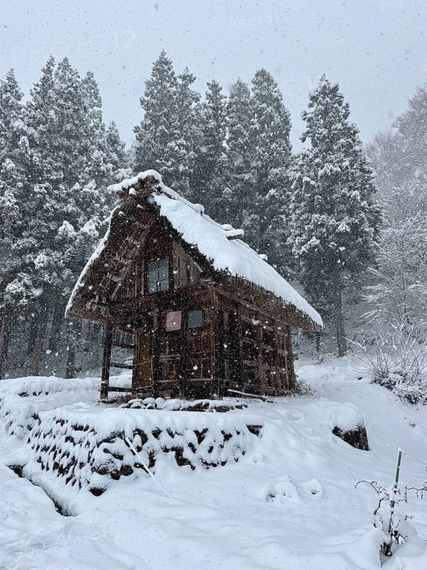 Lonely snowy wooden hut on the edge of a forest on a hill in winter, blowing snow, winter, Shirakawa, Gifu, Japan