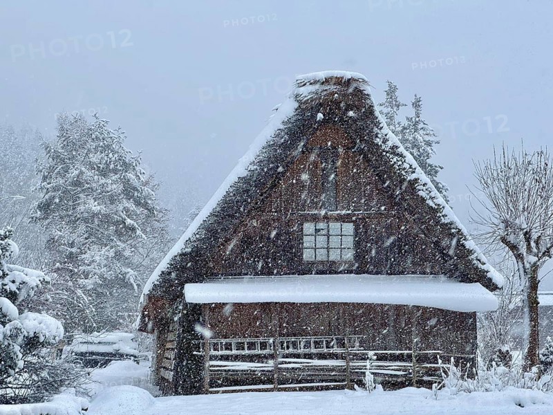 Snowy traditional house with gable roof surrounded by winter trees, blowing snow, winter landscape, Shirakawa, Gifu, Japan