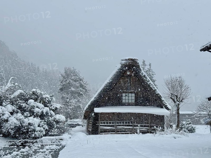 Snowy hut with gable roof surrounded by trees and snow, blowing snow, winter, Shirakawa, Gifu, Japan