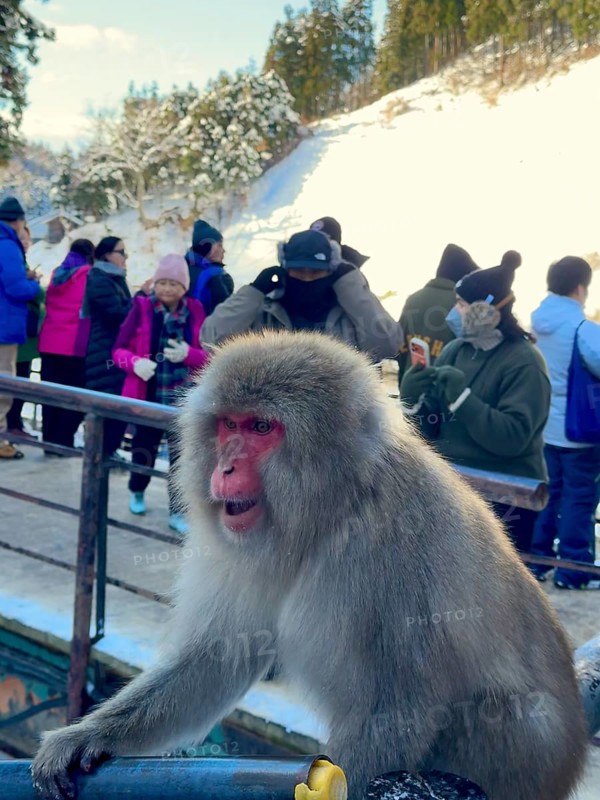 A monkey sits on a railing while people in winter clothes stand in the background, winter, snow, Jigokudani Yaen Koen, Snow Monkey Park, Japanese macaques, Yamanochi, Nagano, Japan