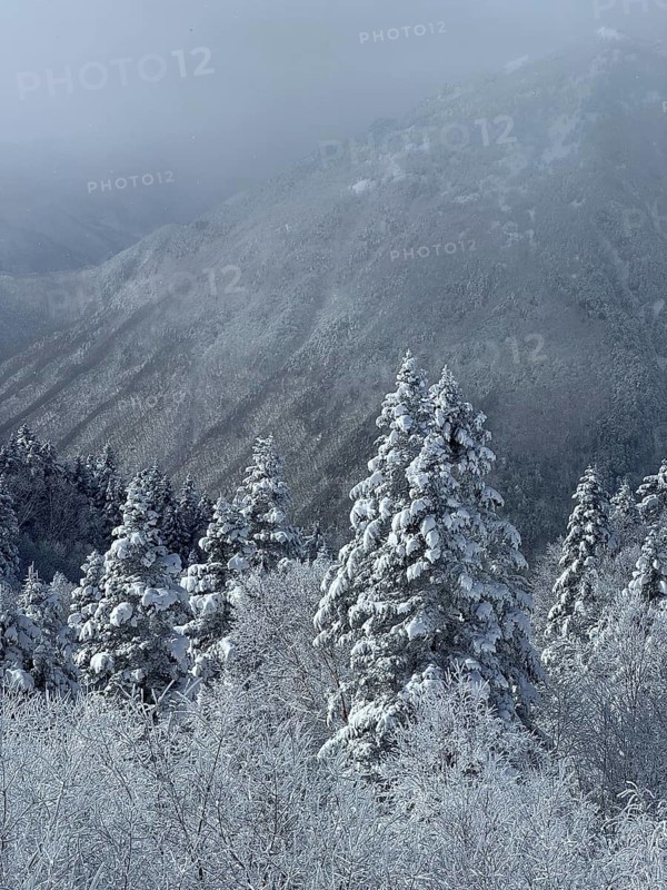 A snowy landscape with fog covered mountains and fir trees that radiates a calm winter atmosphere, winter, snow, Chubu Sangaku National Park, Takayama, Gifu, Japan
