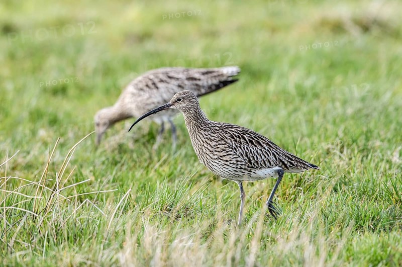 Two curlews (Numenius arquata) on a green meadow with a long, curved bill, Dümmer nature park Park, Lower Saxony, Germany