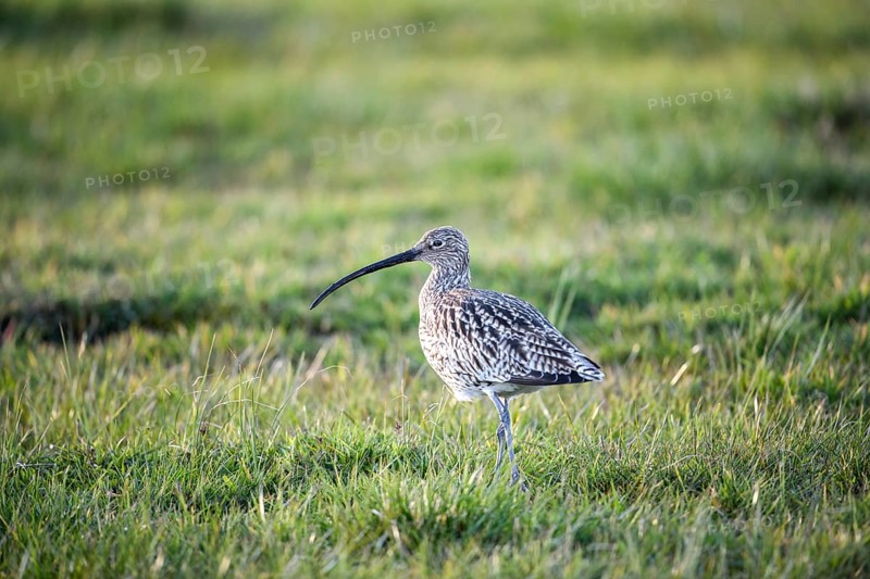 A curlew (Numenius arquata) in the grass with its typical long beak, Dümmer nature park Park, Lower Saxony, Germany