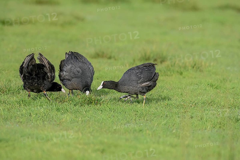 Three coots Coots (Fulica atra) on a wet meadow, Dümmer nature park Park, Lower Saxony, Germany