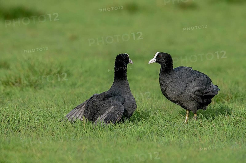 Two coots Coots (Fulica atra) facing each other in front of a territorial fight on a wet meadow, Dümmer nature park Park, Lower Saxony, Germany