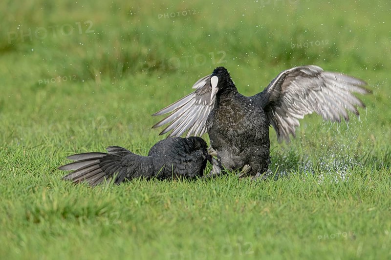 Two coots Coots (Fulica atra) fighting on a wet meadow Water droplets splashing in all directions, Dümmer nature park Park, Lower Saxony, Germany