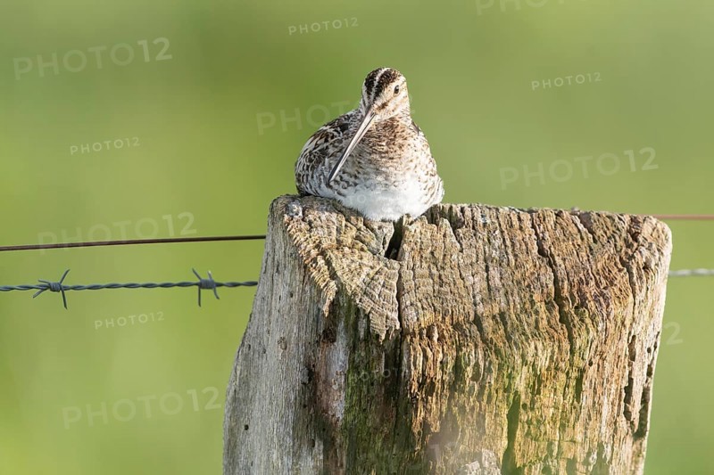 Common snipe (Gallinago gallinago), sitting comfortably on a fence post, pasture fence, Dümmer nature park Park, Lower Saxony, Germany