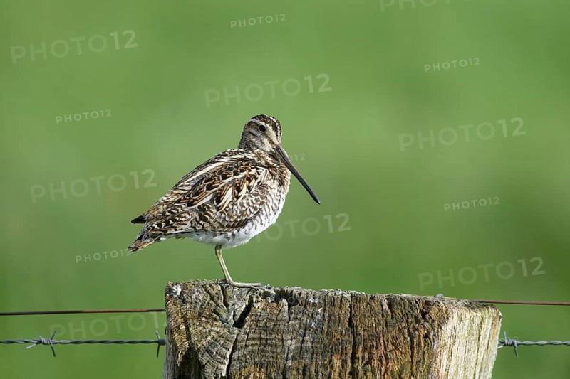 Common snipe (Gallinago gallinago), sitting on fence post, pasture fence, Dümmer nature park Park, Lower Saxony, Germany