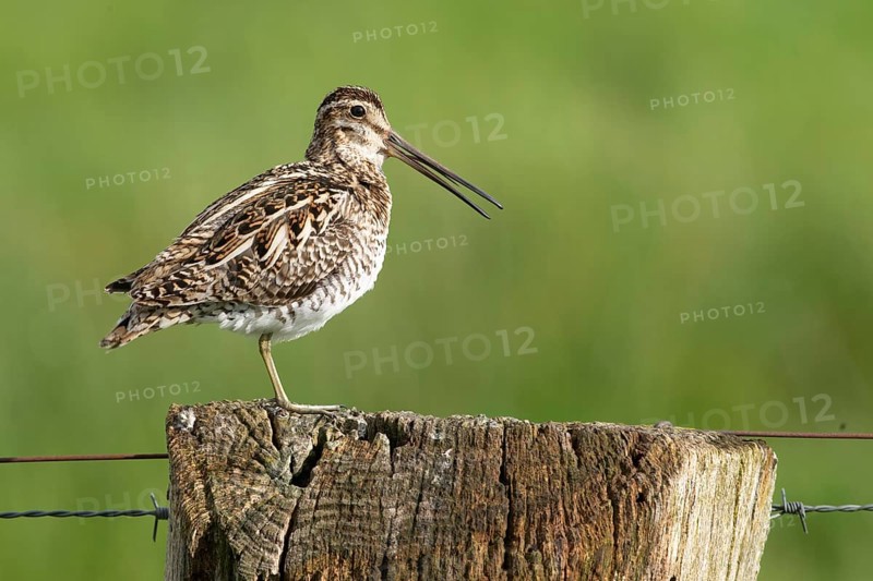 Common snipe (Gallinago gallinago), calling on fence post, pasture fence, Dümmer nature park Park, Lower Saxony, Germany