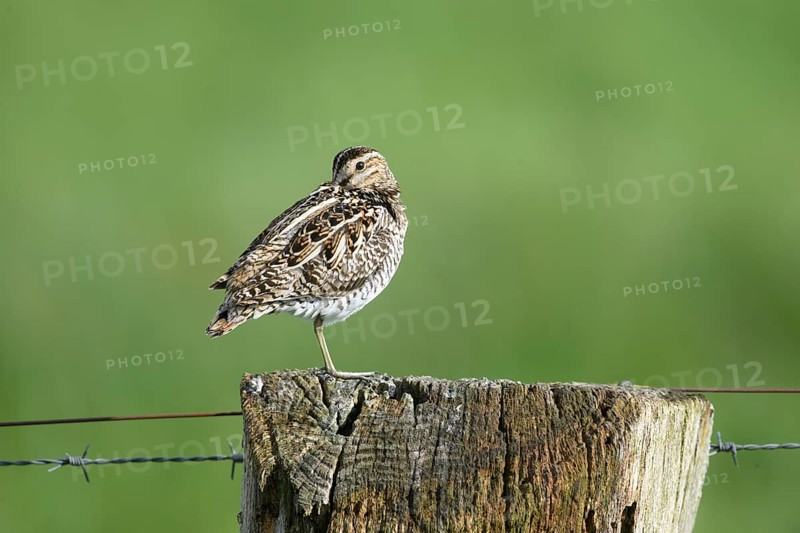Common snipe (Gallinago gallinago), standing on fence post, pasture fence, Dümmer nature park Park, Lower Saxony, Germany
