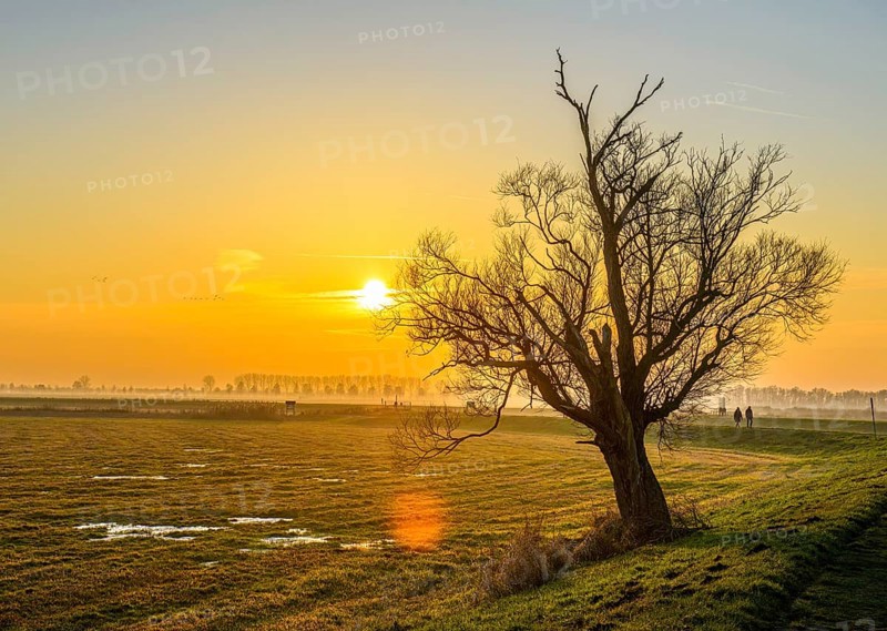 Sunset over a wide landscape at the river Hunte with a bare willow (salix spec.) in the foreground, Dümmer nature park Park, Lower Saxony, Germany
