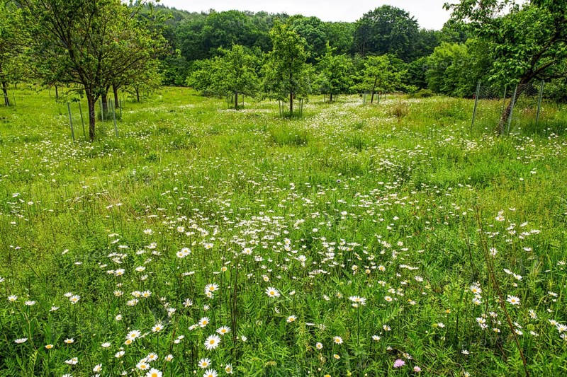 Orchard meadow with trees in the background on a spring day with daisies (Leucanthemum) and trees in a green, natural environment, Damme, Dümmerniederung, Lower Saxony, Germany