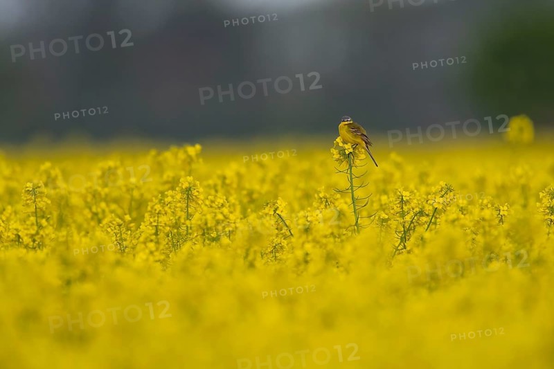 Yellow wagtail (Motacilla flava) sitting on a yellow rape plant in a flowering field under a grey sky, Dümmerniederung, Lower Saxony, Germany