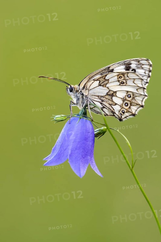 Checkerspot butterfly (Melanargia galathea) on bellflower (Campanula), Bad Münstereifel, North Rhine-Westphalia, Germany