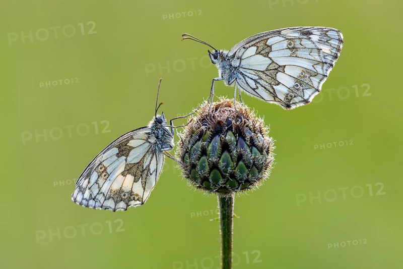Checkerspot butterfly (Melanargia galathea), Bad Münstereifel, North Rhine-Westphalia, Germany