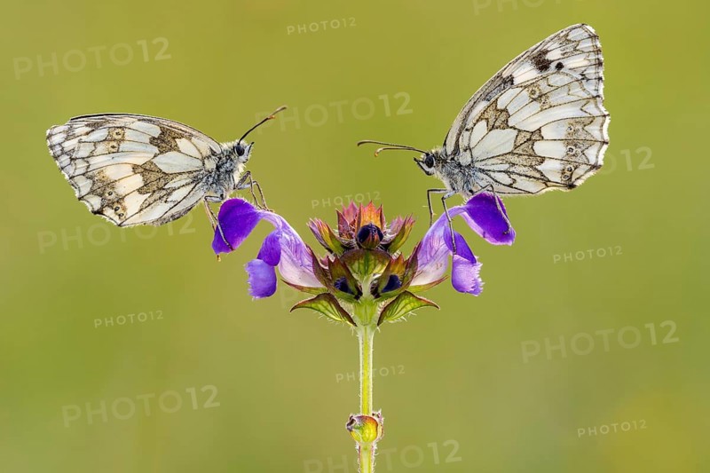 Checkerspot butterfly (Melanargia galathea) on Large Self-heal (Prunella grandiflora), Bad Münstereifel, North Rhine-Westphalia, Germany