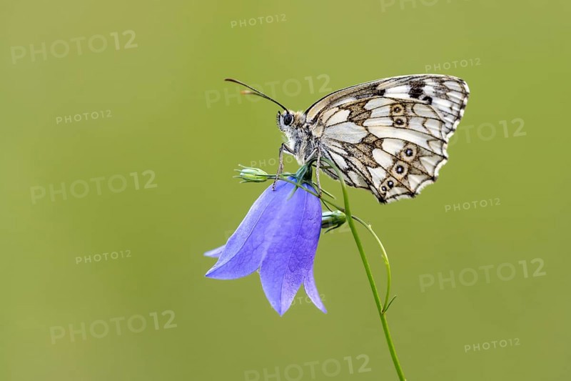 Checkerspot butterfly (Melanargia galathea) on bellflower (Campanula), Bad Münstereifel, North Rhine-Westphalia, Germany