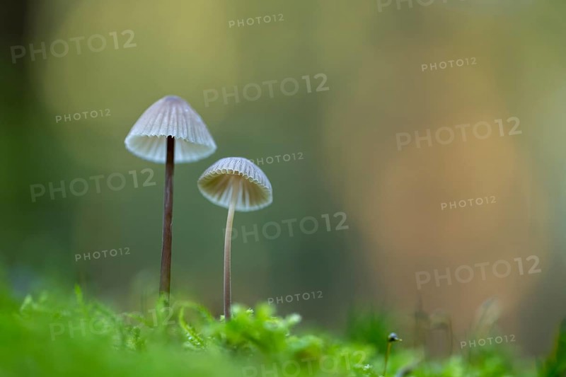 Mycena metata, Pilz, Ahlhorn, Lower Saxony, Germany