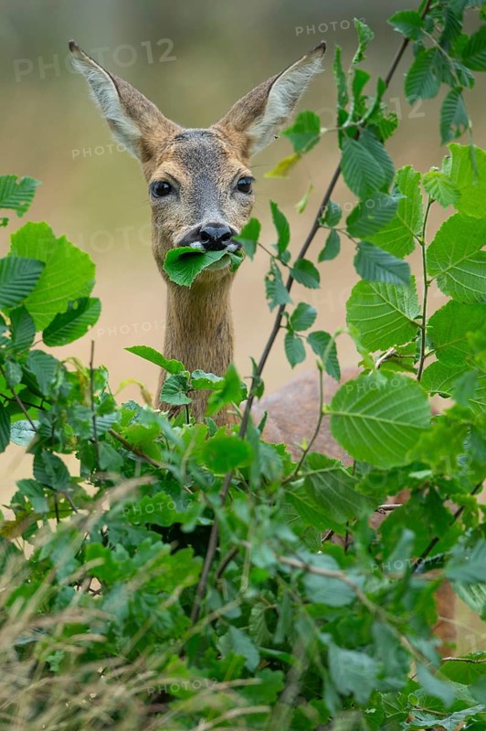Female roe deer (Capreolus capreolus) in a meadow, grazing on a leaf, feeding, browsing, Vechta, Lower Saxony, Germany