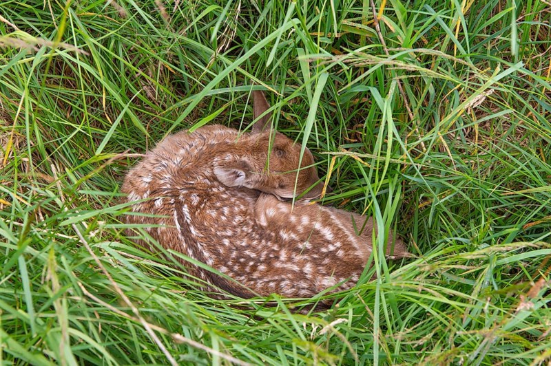 Fawn of a fallow deer (Dama dama) hidden in a meadow, Lower Saxony, Germany