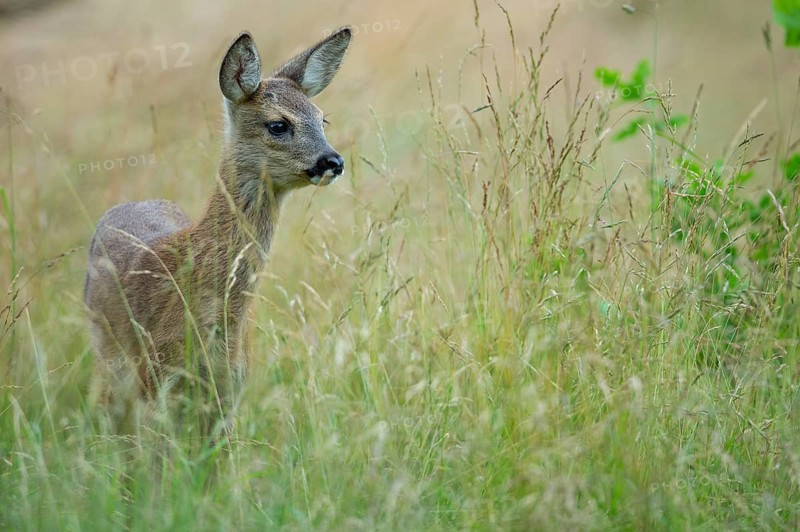 Fawn of a roe deer (Capreolus capreolus) in a meadow, Oldenburger Muensterland, Vechta, Lower Saxony, Germany