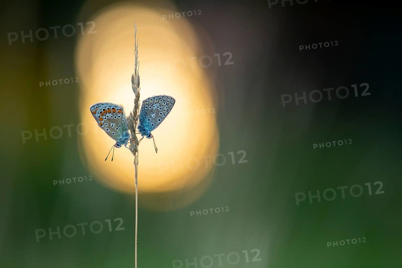 Blue butterfly (Polyommatus icarus), Goldenstedt moor, Goldenstedt, Lower Saxony, Germany
