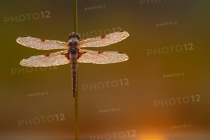 Four-spotted dragonfly (Libellula quadrimaculata) in the morning dew in the moor, Goldenstedter Moor, Vechta, Lower Saxony, Germany