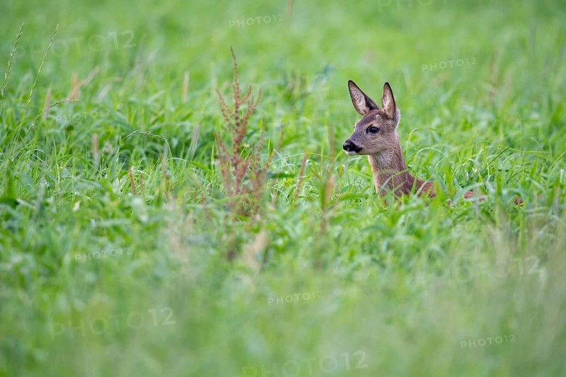 Roe deer, fawn (Capreolus capreolus), Vechta, Lower Saxony, Germany