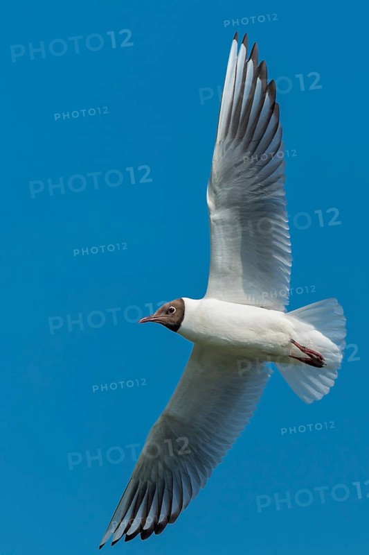 Flying Black-headed Black-headed Gull (Chroicocephalus ridibundus), Lembruch, Lower Saxony, Germany