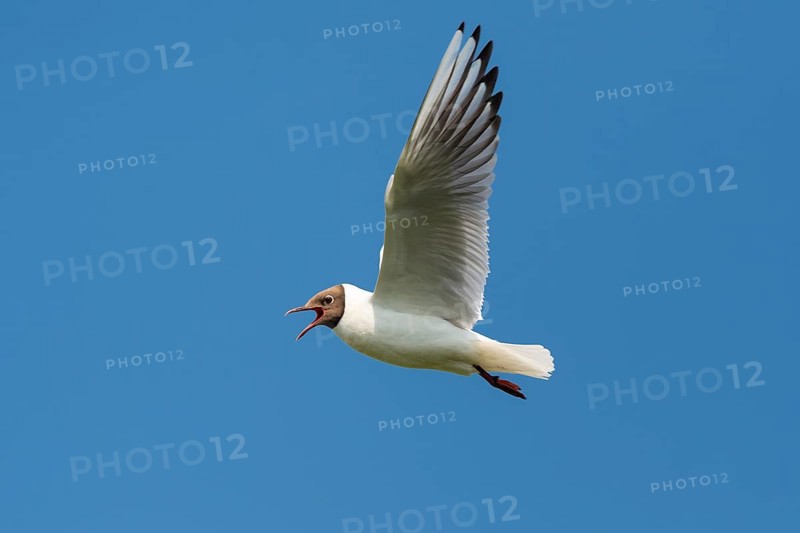 Flying Black-headed Black-headed Gull (Chroicocephalus ridibundus), Lembruch, Lower Saxony, Germany
