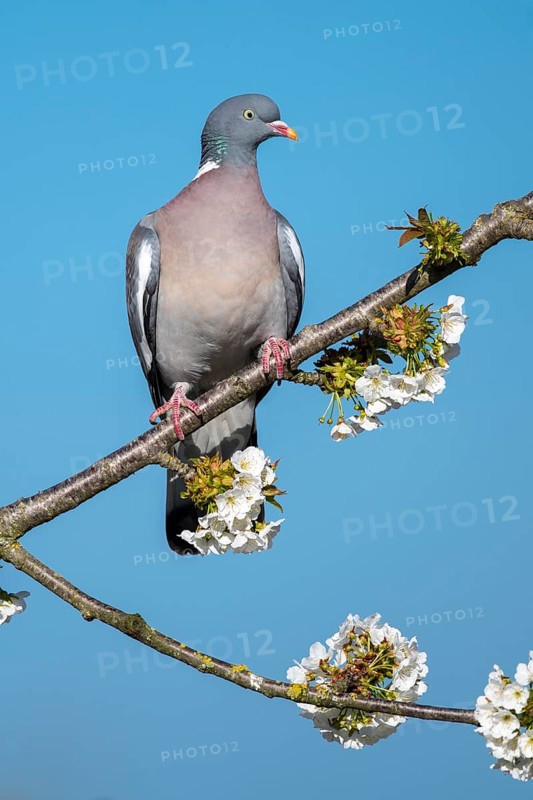Woodpigeon (Columba palumbus) in a flowering cherry tree, Vechta, Lower Saxony, Germany