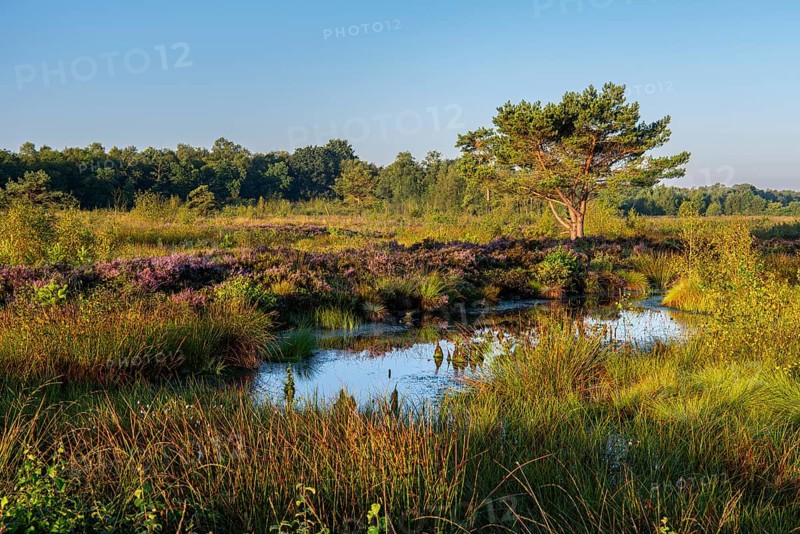 Venner Moor at heather blossom in late summer, Neuenkirchen-Vörden, Lower Saxony, Germany
