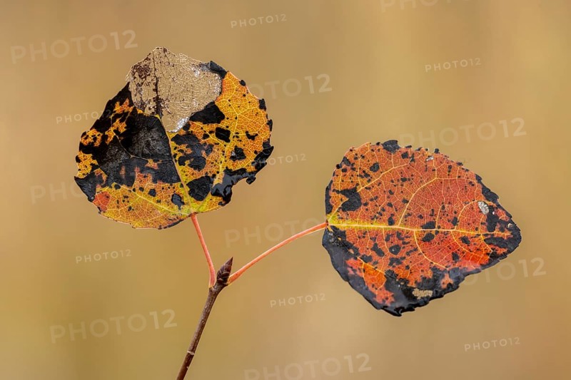 Leaves of an aspen (Populus tremula) in autumn, Goldenstedt, Lower Saxony, Germany