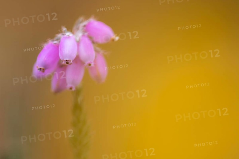 Bell heather (Erica tetralix) in the moor, Hahnenmoor, Herzlake, Lower Saxony, Germany