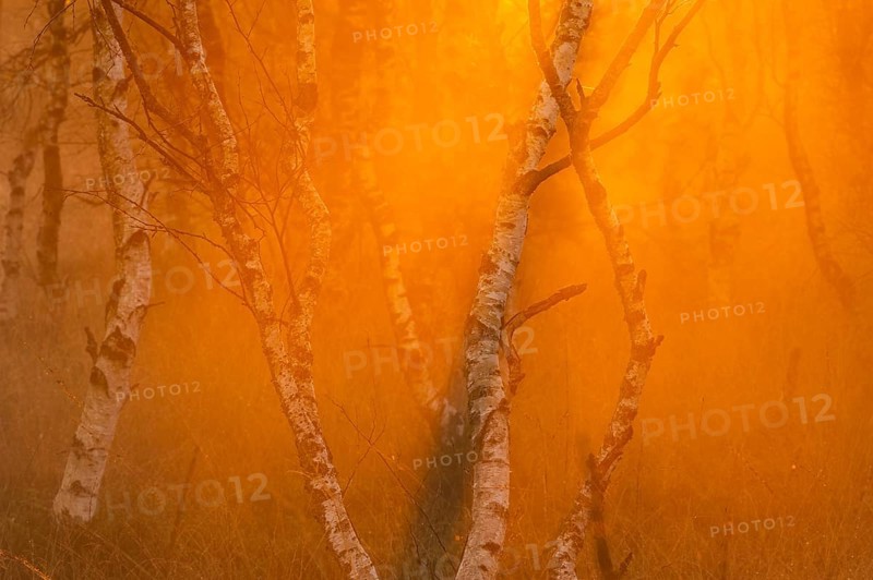 Birches (Betula) in the fog at dawn in the Molberger Dose, moor, raised bog, Molbergen, Lower Saxony, Germany