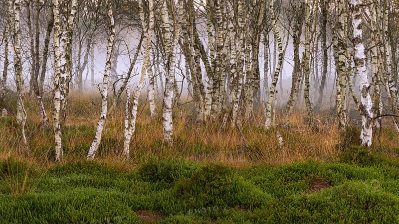 Birch forest and fog at daybreak in the Molberger Dose, Hochmoor, Molbergen, Lower Saxony, Germany