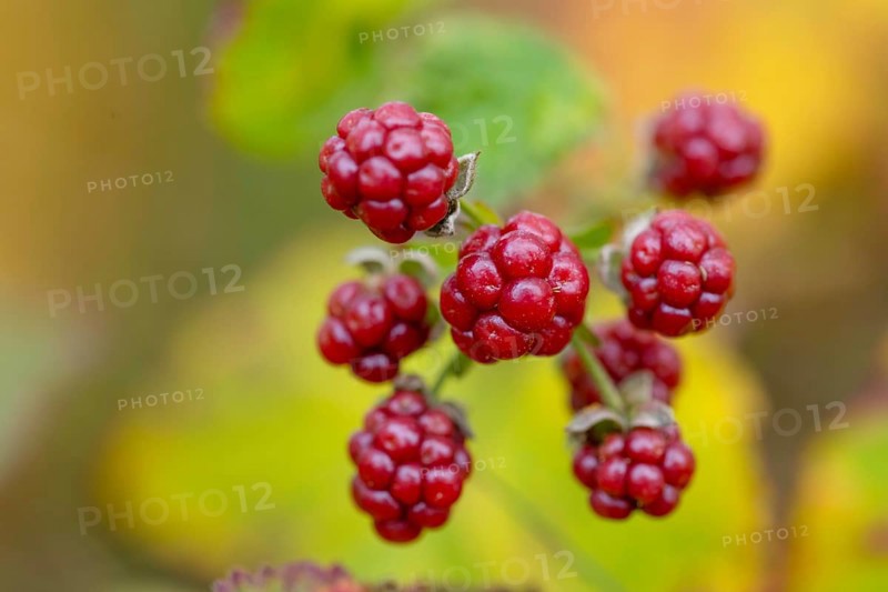 Blackberries (Rubus sect. Rubus), Goldenstedt, Lower Saxony, Germany