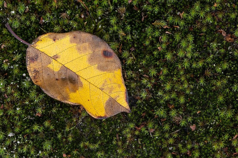 Leaf in autumn colors in moss, Goldenstedt, Lower Saxony, Germany
