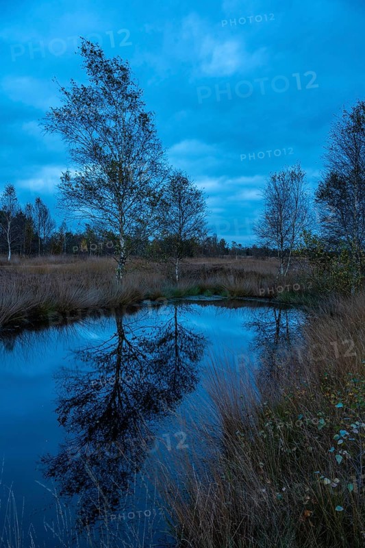 Birch in Hahnenmoor at the blue hour, Hahnenmoor, Herzlake, Lower Saxony, Germany