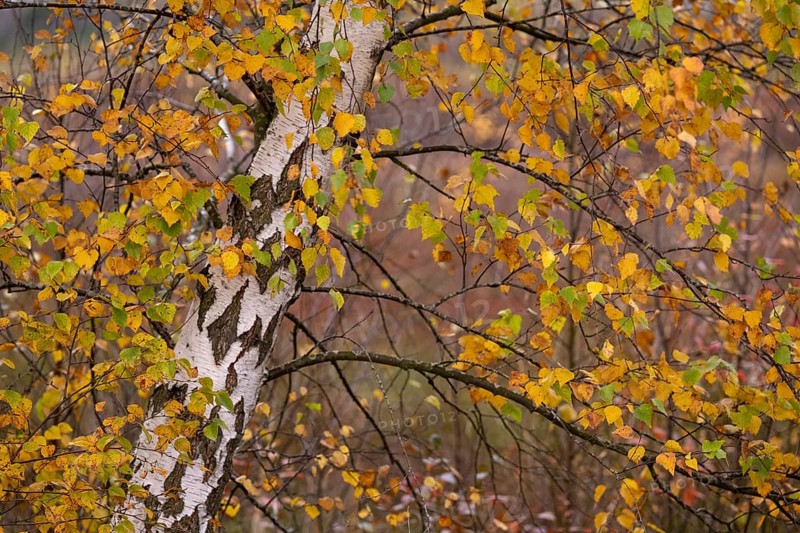 Autumnal birch (Betula) with coloured leaves in the moor, Molberger Dose, Molbergen, Lower Saxony, Germany