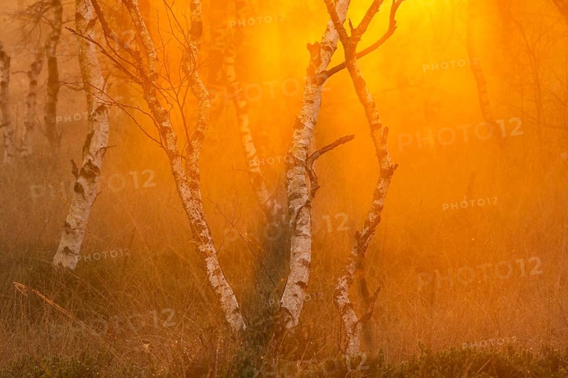 Daybreak in the Molberger Dose, moor, Molbergen, Lower Saxony, Germany